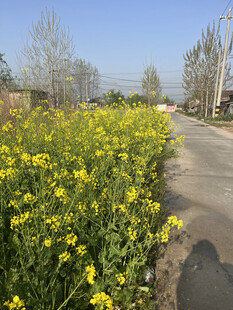 油菜花