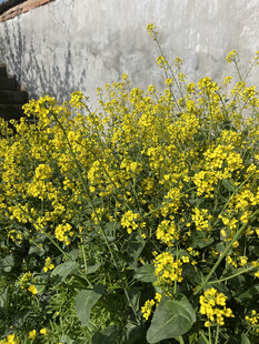 油菜花
