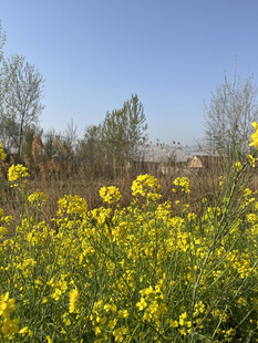 油菜花