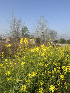 油菜花