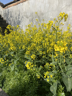 油菜花