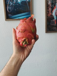 手捧鲜艳火龙果