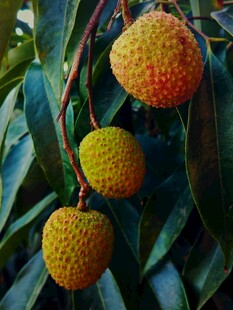 枝头饱满荔枝果实