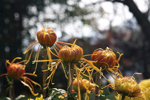 菊花
