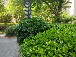 绿意盎然的城市园林景观