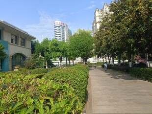 城市中静谧的林荫步道