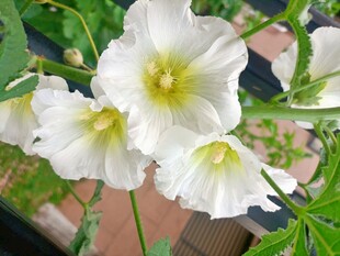 白色牵牛花绽放