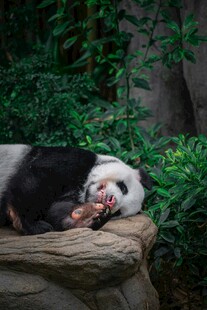 熊猫惬意躺卧享受悠闲时光