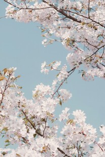 蓝天映衬下的烂漫樱花