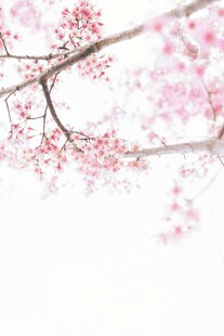 枝头绽放的粉嫩樱花