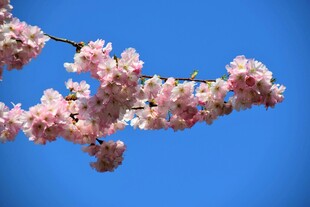 蓝天映衬下的粉嫩樱花枝