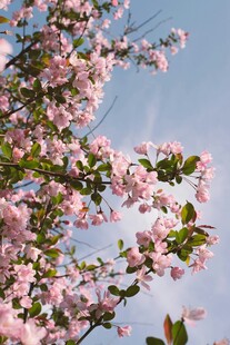 枝头绽放的粉嫩樱花