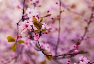 枝头绽放的桃花