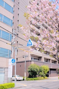 城市街道旁绽放的樱花树