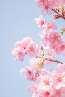 枝头绽放的粉嫩樱花