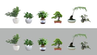 盆栽