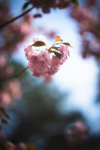 樱花