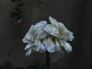 洁白绽放的美丽花朵