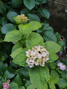 绣球花