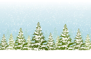 冬日雪景中的雪松景观