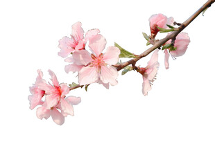 粉嫩桃花枝