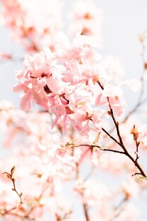 烂漫樱花枝头绽放