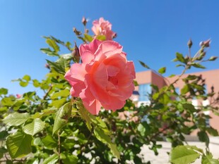 月季花