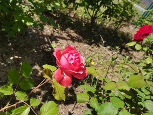 红玫瑰