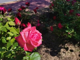 玫瑰花