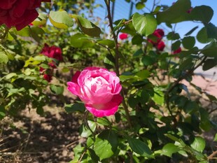 月季花