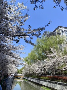 河畔樱花绽放美景