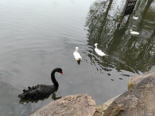 岸边黑天鹅与白鹭共栖