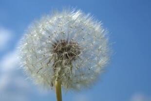 蒲公英特写