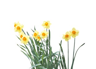 黄色水仙绽放清新花卉图