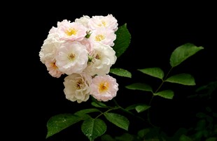 白色蔷薇花特写