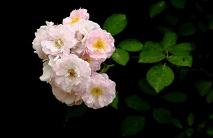 白色蔷薇花特写