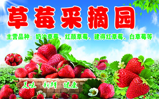 草莓采摘活动宣传海报