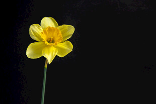 单枝黄色水仙花特写
