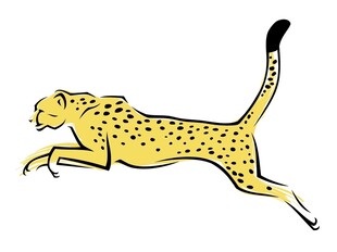 奔跑的猎豹