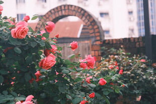 月季花
