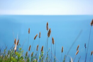 海边摇曳的野草