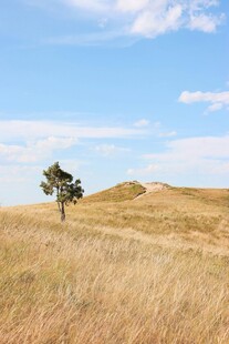 草原孤树风景