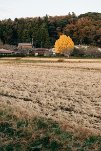 秋日田野中的金黄树木
