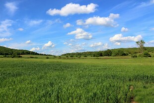 广袤绿野蓝天美景