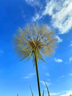 蓝天下的蒲公英