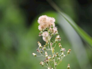 一枝淡雅小花绽放