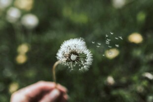 手拂蒲公英 种子纷飞