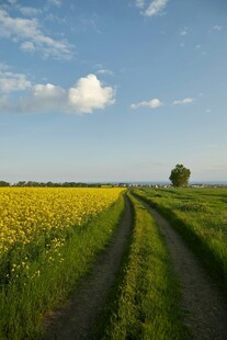 田园小路旁的灿烂花田