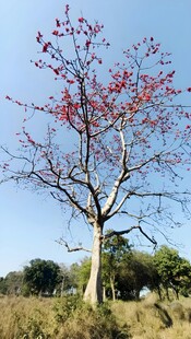 蓝天映红树的自然景致