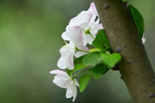 枝头绽放的白色海棠花